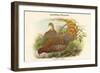 Phasianus Scintillans - Sparkling Pheasant-John Gould-Framed Art Print