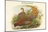 Phasianus Scintillans - Sparkling Pheasant-John Gould-Mounted Art Print