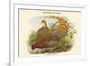 Phasianus Scintillans - Sparkling Pheasant-John Gould-Framed Premium Giclee Print