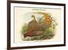 Phasianus Scintillans - Sparkling Pheasant-John Gould-Framed Premium Giclee Print