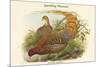 Phasianus Scintillans - Sparkling Pheasant-John Gould-Mounted Premium Giclee Print