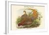 Phasianus Scintillans - Sparkling Pheasant-John Gould-Framed Art Print