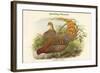 Phasianus Scintillans - Sparkling Pheasant-John Gould-Framed Art Print