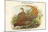 Phasianus Scintillans - Sparkling Pheasant-John Gould-Mounted Art Print