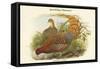 Phasianus Scintillans - Sparkling Pheasant-John Gould-Framed Stretched Canvas