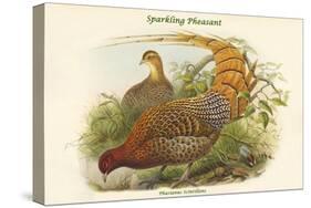 Phasianus Scintillans - Sparkling Pheasant-John Gould-Stretched Canvas