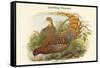 Phasianus Scintillans - Sparkling Pheasant-John Gould-Framed Stretched Canvas