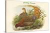 Phasianus Scintillans - Sparkling Pheasant-John Gould-Stretched Canvas