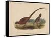 Phasianus Soemmeringh (Temminck), 1855-null-Framed Stretched Canvas