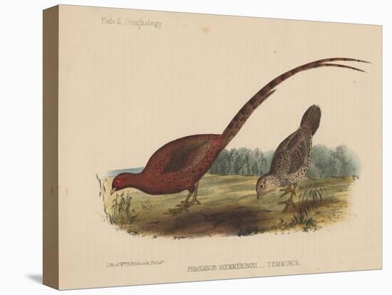 Phasianus Soemmeringh (Temminck), 1855-null-Stretched Canvas