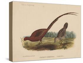 Phasianus Soemmeringh (Temminck), 1855-null-Stretched Canvas