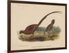 Phasianus Soemmeringh (Temminck), 1855-null-Framed Giclee Print