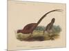 Phasianus Soemmeringh (Temminck), 1855-null-Mounted Giclee Print