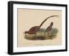 Phasianus Soemmeringh (Temminck), 1855-null-Framed Giclee Print