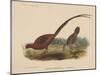 Phasianus Soemmeringh (Temminck), 1855-null-Mounted Giclee Print