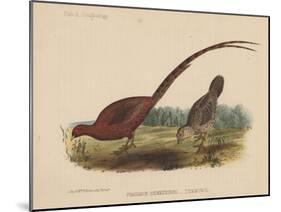 Phasianus Soemmeringh (Temminck), 1855-null-Mounted Giclee Print