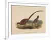 Phasianus Soemmeringh (Temminck), 1855-null-Framed Giclee Print