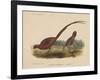 Phasianus Soemmeringh (Temminck), 1855-null-Framed Giclee Print