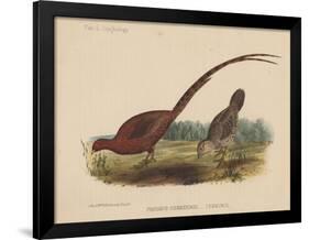 Phasianus Soemmeringh (Temminck), 1855-null-Framed Giclee Print