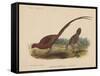 Phasianus Soemmeringh (Temminck), 1855-null-Framed Stretched Canvas
