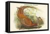 Phasianus Soemmerringii - Soemmerring's Pheasant-John Gould-Framed Stretched Canvas
