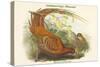 Phasianus Soemmerringii - Soemmerring's Pheasant-John Gould-Stretched Canvas