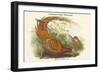 Phasianus Soemmerringii - Soemmerring's Pheasant-John Gould-Framed Art Print