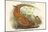 Phasianus Soemmerringii - Soemmerring's Pheasant-John Gould-Mounted Art Print