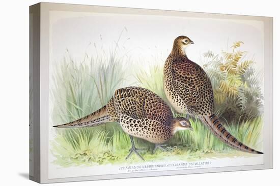 Phasianus Ussuriensis and Phasianus Delocllatus, 1906-7-Henry Jones-Stretched Canvas