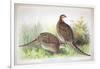 Phasianus Ussuriensis and Phasianus Delocllatus, 1906-7-Henry Jones-Framed Giclee Print