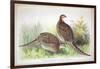 Phasianus Ussuriensis and Phasianus Delocllatus, 1906-7-Henry Jones-Framed Giclee Print