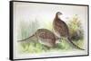 Phasianus Ussuriensis and Phasianus Delocllatus, 1906-7-Henry Jones-Framed Stretched Canvas