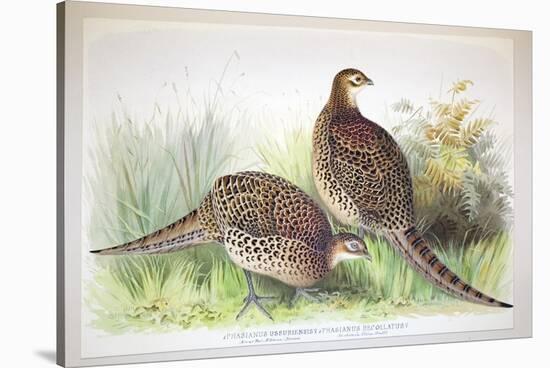 Phasianus Ussuriensis and Phasianus Delocllatus, 1906-7-Henry Jones-Stretched Canvas