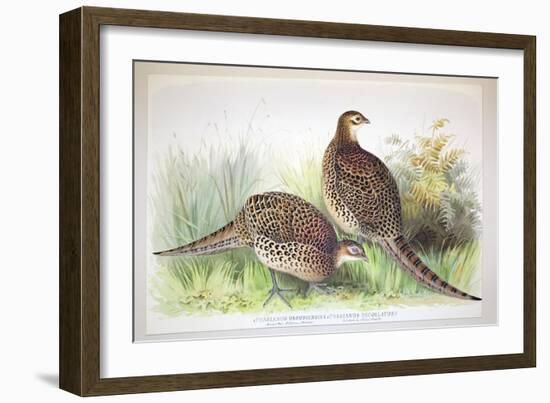 Phasianus Ussuriensis and Phasianus Delocllatus, 1906-7-Henry Jones-Framed Giclee Print