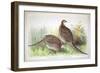 Phasianus Ussuriensis and Phasianus Delocllatus, 1906-7-Henry Jones-Framed Giclee Print