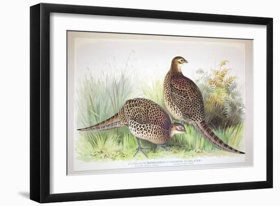 Phasianus Ussuriensis and Phasianus Delocllatus, 1906-7-Henry Jones-Framed Giclee Print