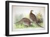 Phasianus Ussuriensis and Phasianus Delocllatus, 1906-7-Henry Jones-Framed Giclee Print