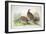 Phasianus Ussuriensis and Phasianus Delocllatus, 1906-7-Henry Jones-Framed Giclee Print