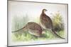 Phasianus Ussuriensis and Phasianus Delocllatus, 1906-7-Henry Jones-Mounted Giclee Print