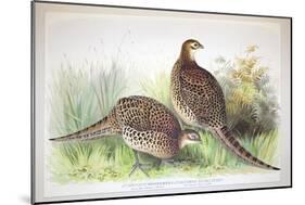 Phasianus Ussuriensis and Phasianus Delocllatus, 1906-7-Henry Jones-Mounted Giclee Print