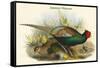 Phasianus Versicolor Japanese Pheasant-John Gould-Framed Stretched Canvas