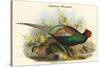 Phasianus Versicolor Japanese Pheasant-John Gould-Stretched Canvas