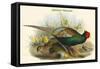 Phasianus Versicolor Japanese Pheasant-John Gould-Framed Stretched Canvas