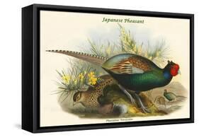 Phasianus Versicolor Japanese Pheasant-John Gould-Framed Stretched Canvas