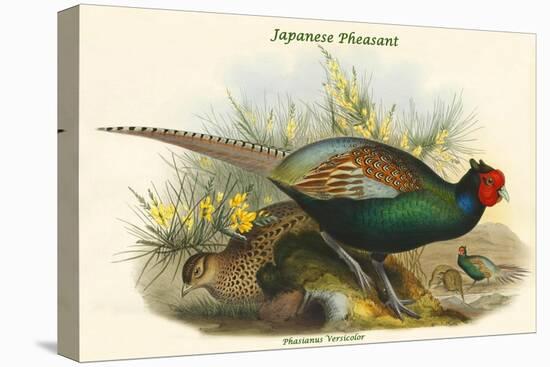 Phasianus Versicolor Japanese Pheasant-John Gould-Stretched Canvas