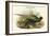 Phasianus Versicolor Japanese Pheasant-John Gould-Framed Art Print