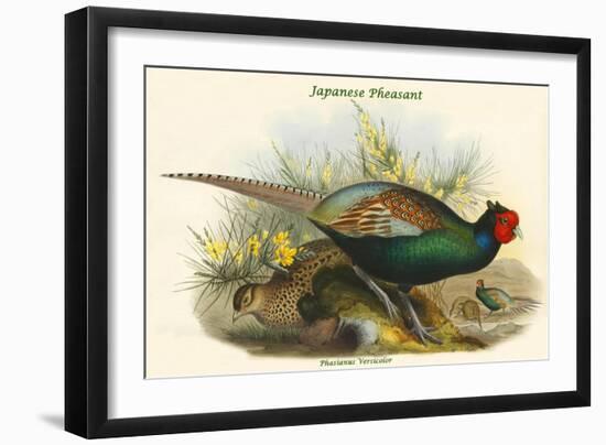 Phasianus Versicolor Japanese Pheasant-John Gould-Framed Art Print