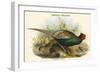 Phasianus Versicolor Japanese Pheasant-John Gould-Framed Art Print