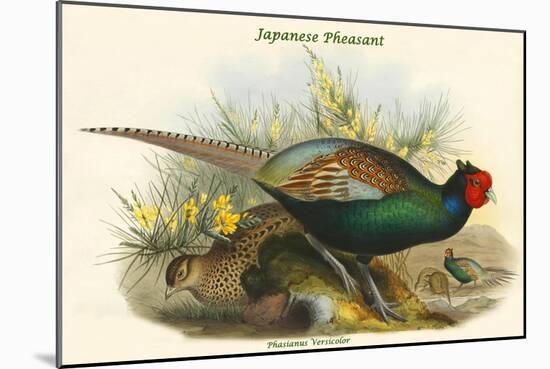 Phasianus Versicolor Japanese Pheasant-John Gould-Mounted Art Print