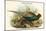 Phasianus Versicolor Japanese Pheasant-John Gould-Mounted Art Print